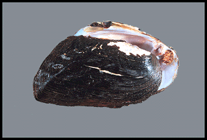 Plectomerus dombeyanus